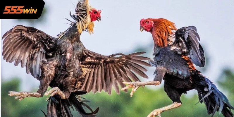 Mẹo Chơi Đá Gà 555WIN Dành Cho Người Mới