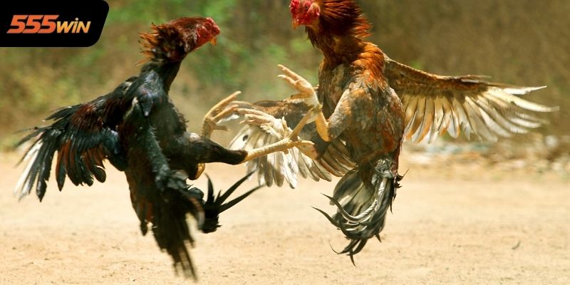 Những Hình Thức Đá Gà Nổi Bật Tại 555WIN